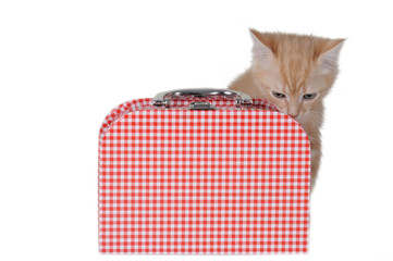 Gattino incuriosito da  valigetta