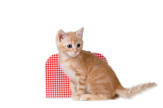 Gattino con valigia