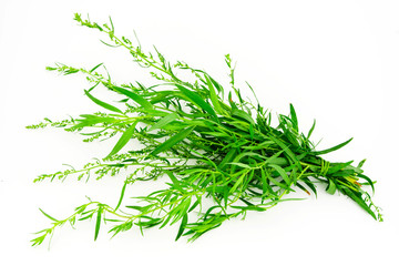 Tarragon