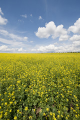 Obraz premium Ecological rape landscape in Poland