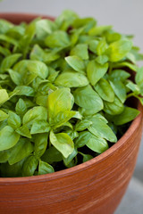 Herbs in Pots. Basil.