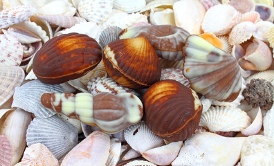 Chocolates shaped as seashells