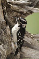 Downy Woodpecker (Female)