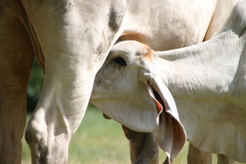 A little white cow is drinking milk from its mother breasts