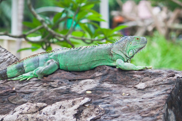 green iguana on wood