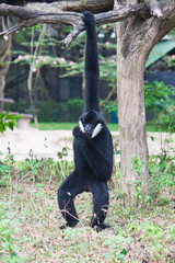 White Cheek Gibbon.