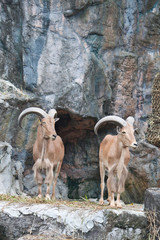 brown mountain goat