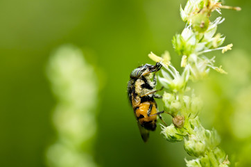 hover files or fruit file in green nature