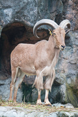 brown mountain goat