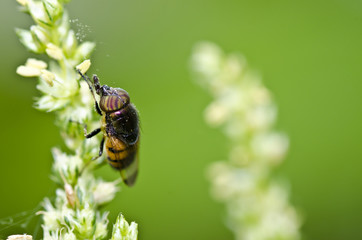 hover files or fruit file in green nature
