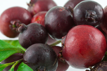 goyavier, goyave de Chine