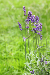 lavender flowers