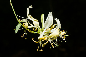 Honeysuckle or Woodbine