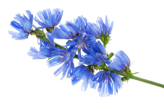 Fantastic wild blue cornflower