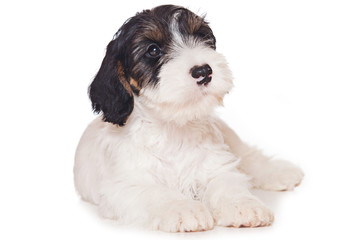 Sealyham Terrier isolated on white