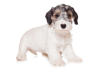 Sealyham Terrier isolated on white
