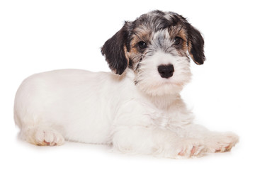 Sealyham Terrier isolated on white