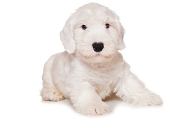 Sealyham Terrier isolated on white