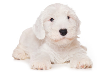 Sealyham Terrier isolated on white