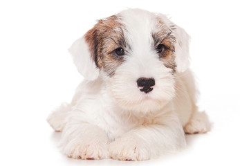 Sealyham Terrier isolated on white