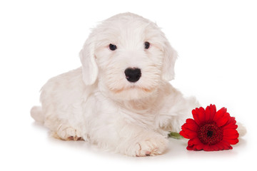 Sealyham Terrier isolated on white