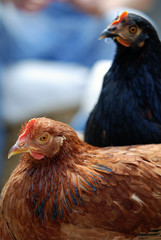 two hens in the exterior, black and brown