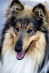 portrait of a collie dog outdoors, exterior