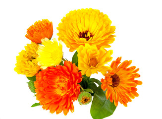 Ringelblume, Calendula