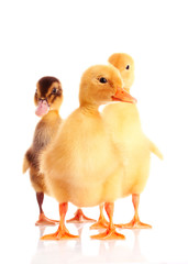little yellow ducklings isolated on white