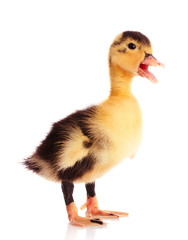 little  duckling isolated on white