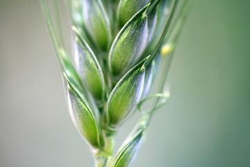 Obraz premium green wheat
