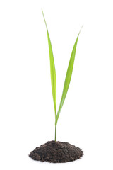 Young green plant is growing out of ground isolated on white bac