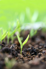 spring background
