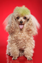 Apricot poodle on a red background