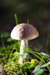 Mushroom a birch mushroom (rough boletus)