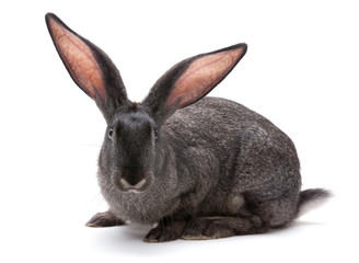 Fototapeta na wymiar Rabbit farm animal