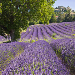 Champ de lavande à Vachères