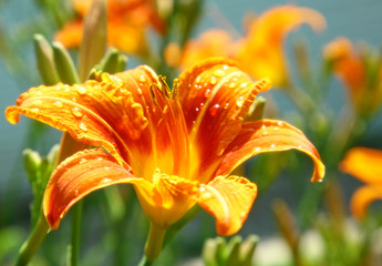 Orange lily with drop of rain in sunlight