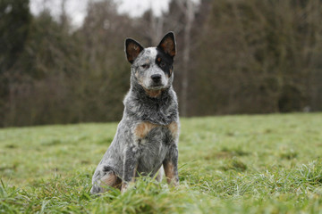 bouvier australien assis de face