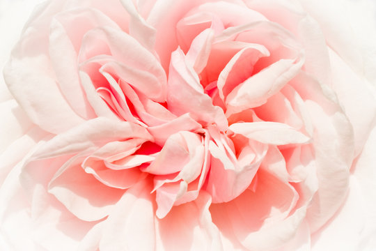 Historic rose - Souvenir de la Malmaison © Colette