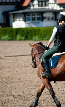 Bay stallion and jockey during training