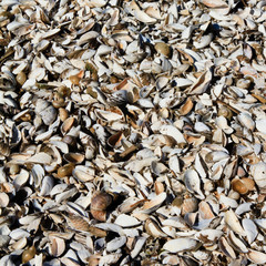 Shells