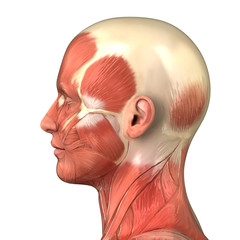 Head muscular system  anatomy right lateral view
