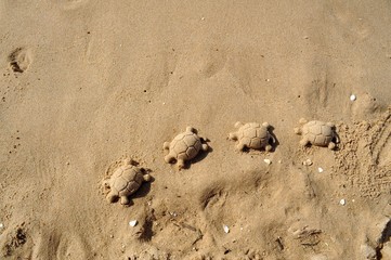 sand turtles