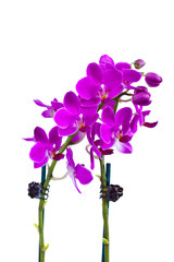 Isolated Orchid