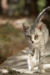 Obraz premium little fluffy kitten funny watching with interest somewhere