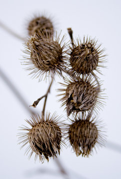 Dry Burdock Heads