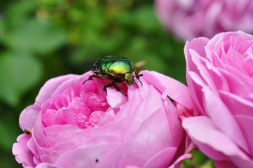 Ein Käfer zu Besuch auf der Erde. Afrikanischer Rosenkäfer