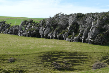 arbre dans le vent