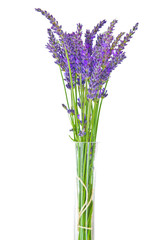 lavender on white background